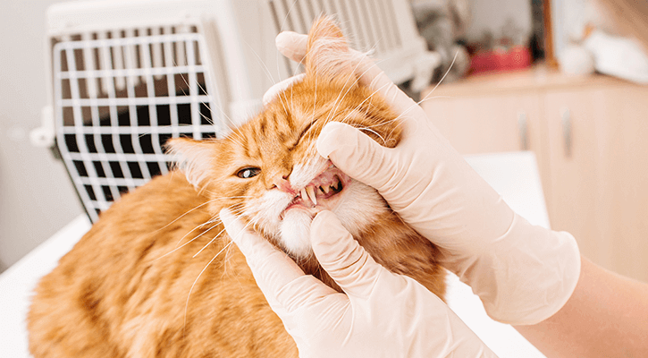 Pet Dental Care Hammond