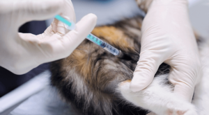 Pet vaccination in Hammond