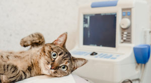 Diagnostic Pet Care Hammond